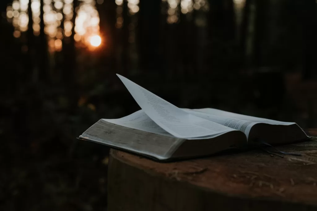 An open book lying on the tree trunk in the forest at the sunset